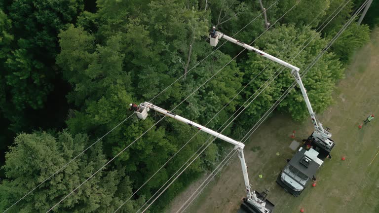  Battle Ground, WA Tree Removal Pros