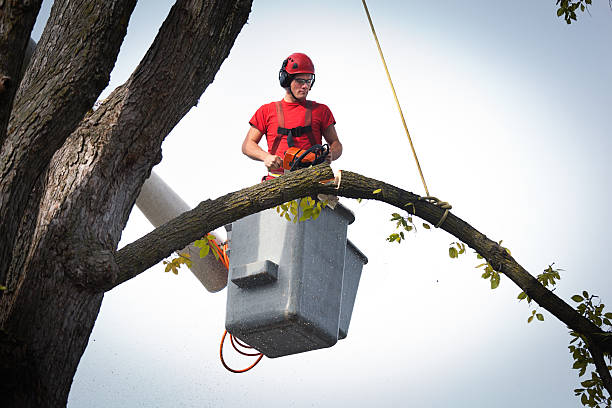 Best Tree Cabling and Bracing  in Battle Ground, WA